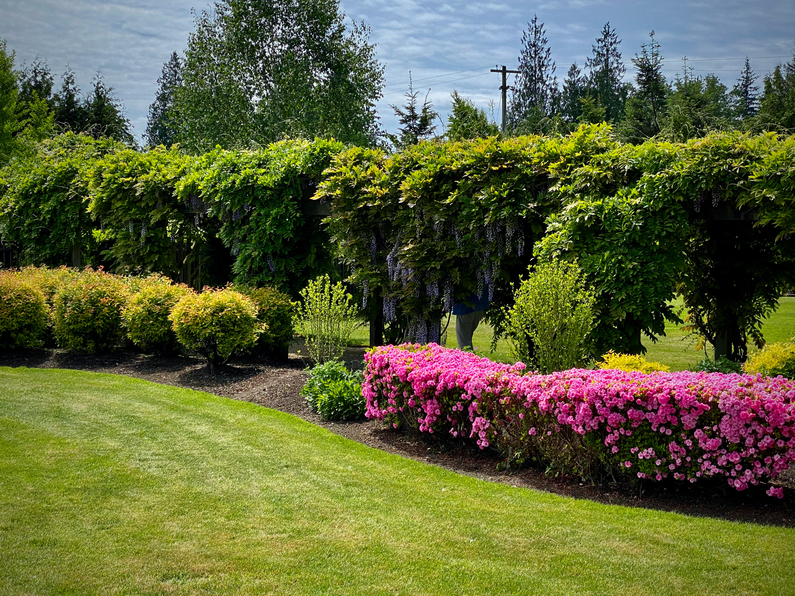 Photo Wisteria Arbor We're Happy to Answer Your Questions